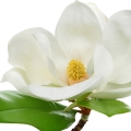 Nước hoa nữ - Lancôme Miracle EDP magnolia-lancome-miracle-fralux-perfume-3