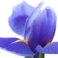 iris-hoa-dien-vy-fralux-perfume-replica-lazy-sunday-morning