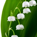 lily-of-the-valley-linh-lan-thung-lung-fralux-perfume-replica-lazy-sunday-morning