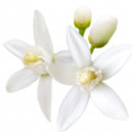 orange-blossom-hoa-cam-fralux-perfume-replica-lazy-sunday-morning