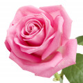 may-rose-tom-ford-rose-prick-fralux-perfume